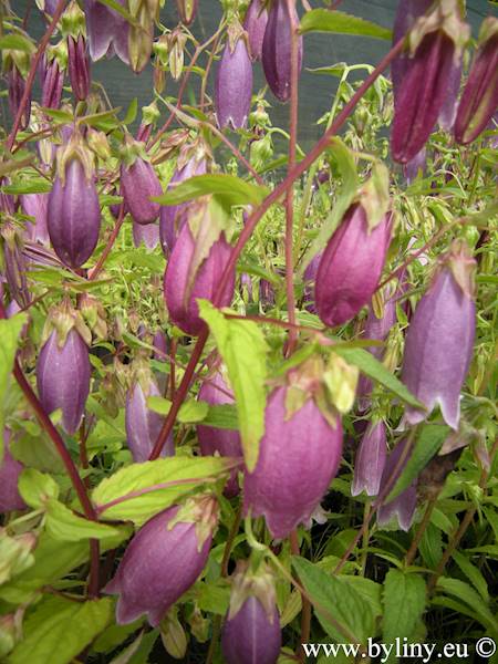 Campanula punctata Rubriflora C1,5