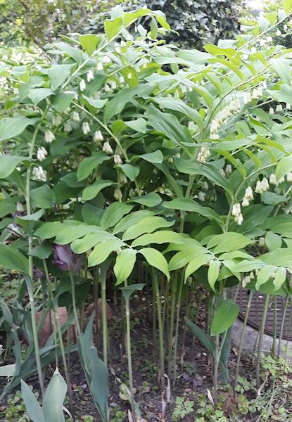 Polygonatum giganteum C1,5