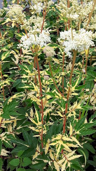 Filipendula ulmaria Variegata p11