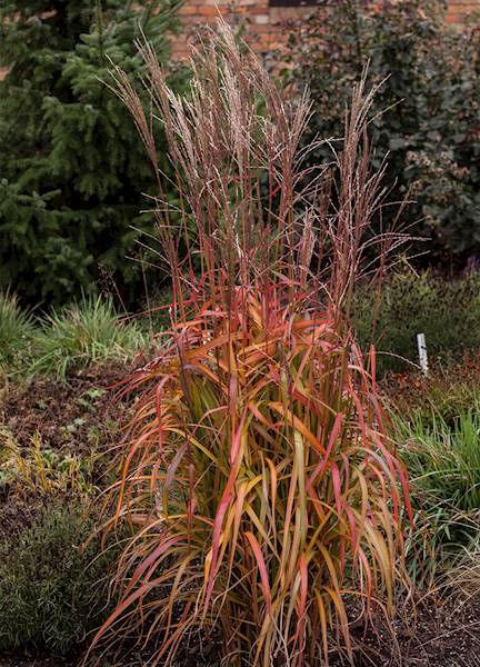 Miscanthus sinensis Navajo ® C2