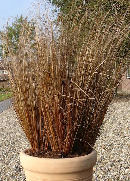 Carex buchananii Red Rooster p11