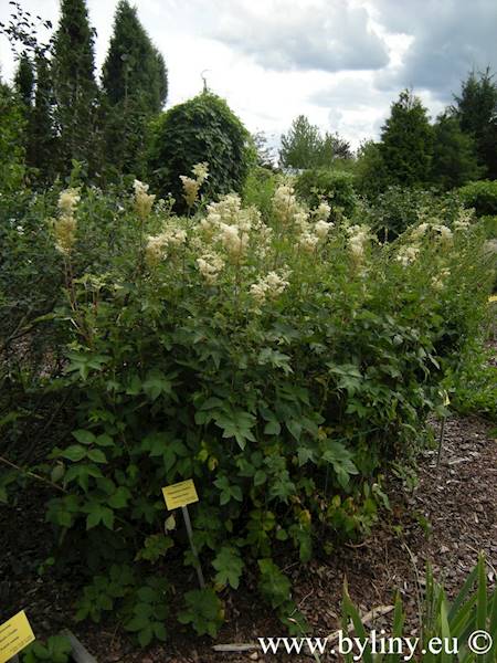 Filipendula ulmaria C1,5