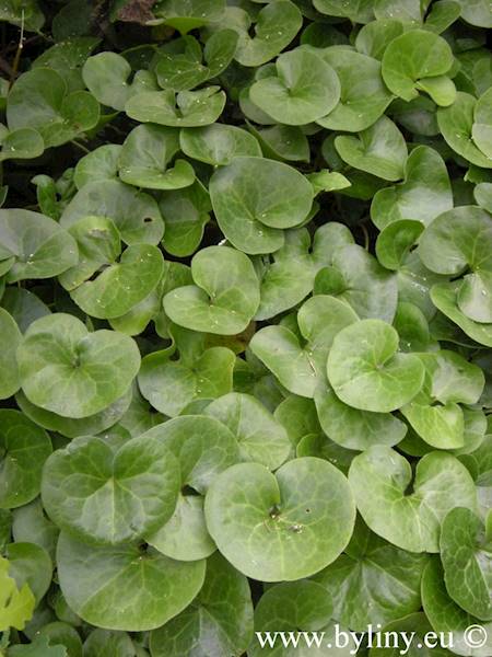 Asarum europaeum p9