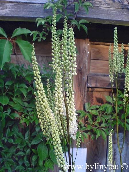 Cimicifuga dahurica C2