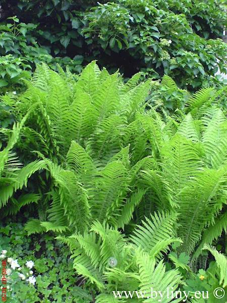 Matteucia struthiopteris C2