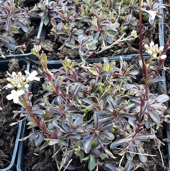 Arabis procurrens C1,5