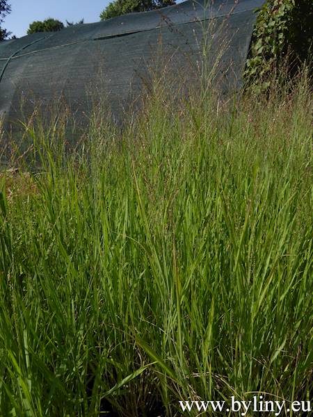 Panicum virgatum C3