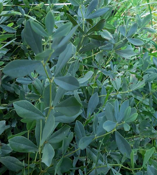 Baptysia australis C1,5