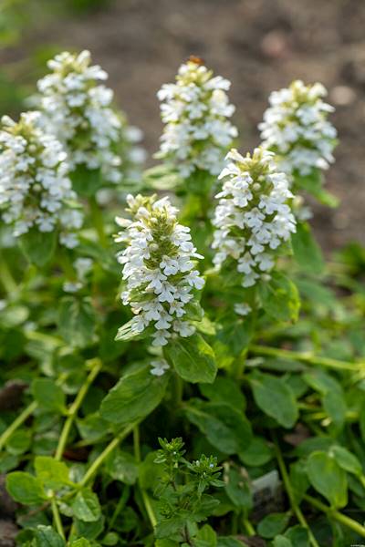 Ajuga reptans Alba p9