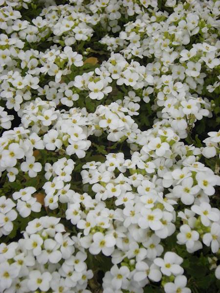 Arabis caucasica p9