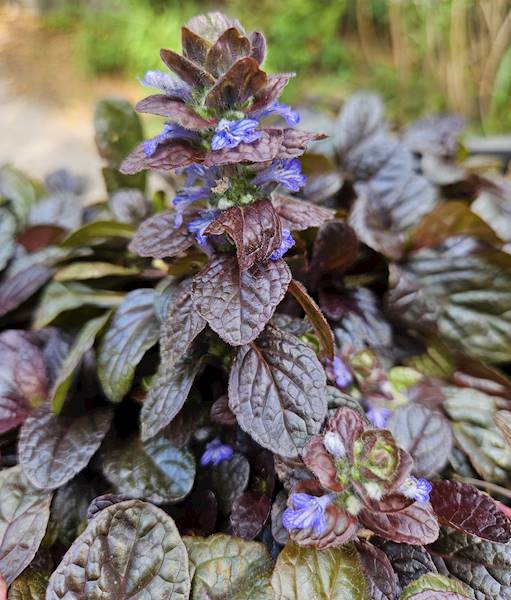 Ajuga reptans Atropurpurea p11