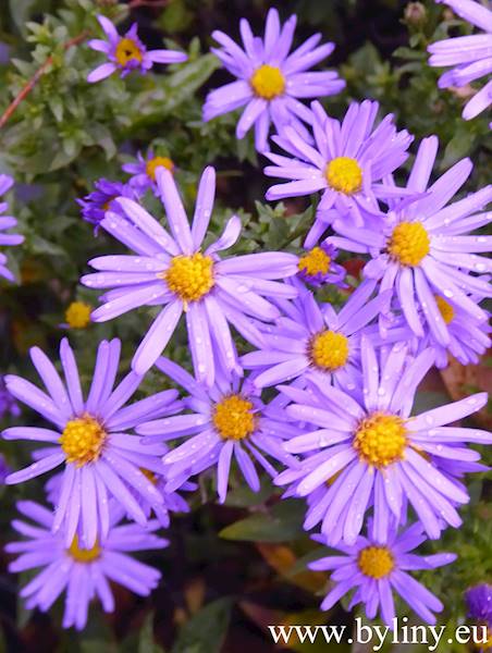 Aster dumosus Blue Lagune C1,5