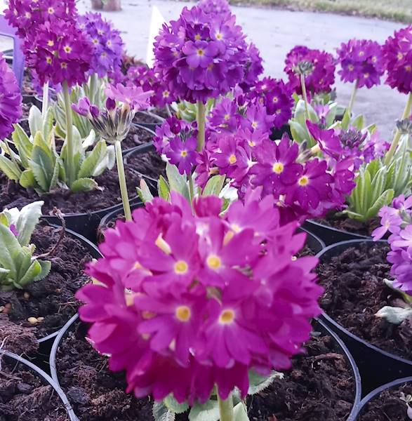 Primula denticulata Rubin C1,5
