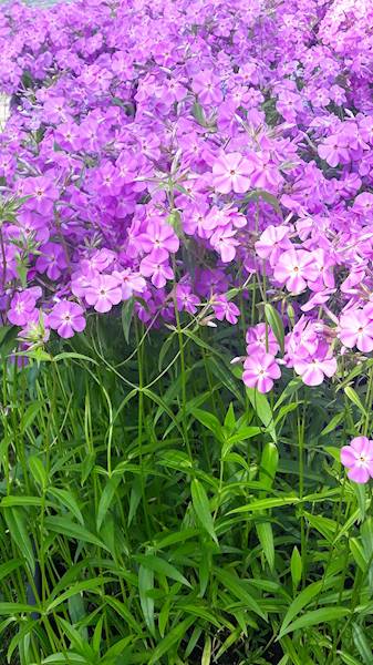 Phlox carolina Bill Baker C1,5