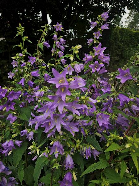 Campanula trachelium C2