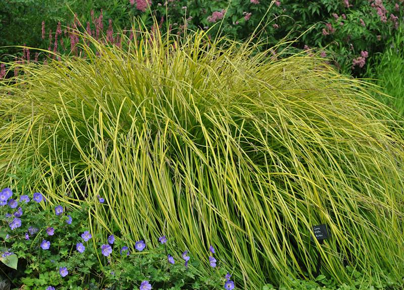 Carex elata Aurea C1,5
