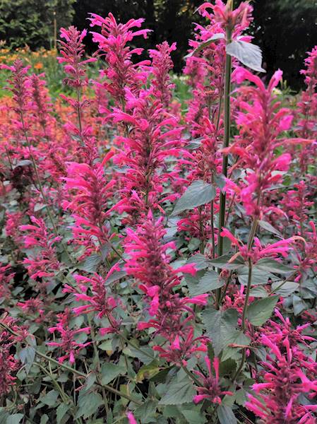 Agastache Morello ® C1,5