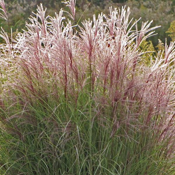 Miscanthus sinensis Ferner Osten C2