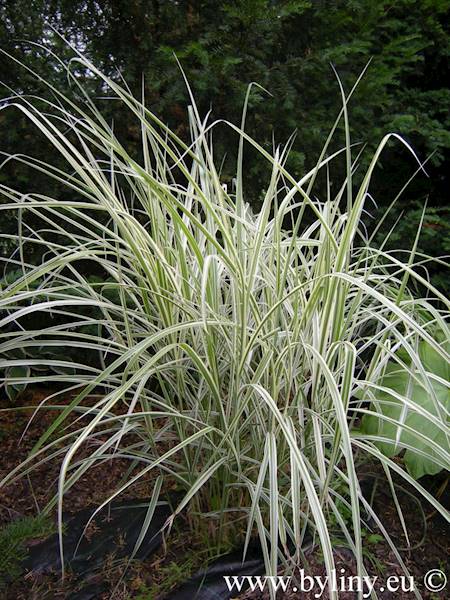 Miscanthus sinensis Variegatus C2