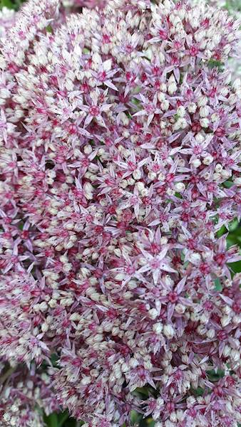 Sedum telephium Mr.Goodbud ® C1,5