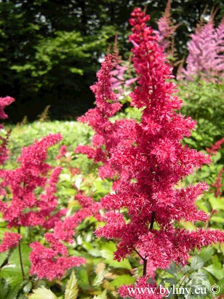 Astilbe x arendsii Fanal C2