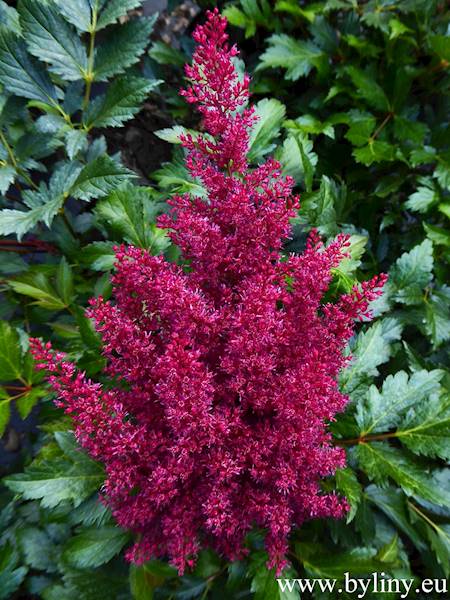 Astilbe japonica Red Sentinel C1,5