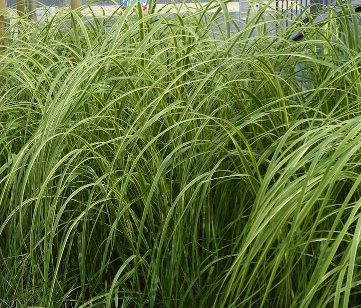 Spartina pectinata Aureomarginata C3