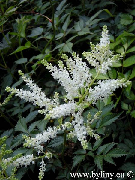 Astilbe japonica Washington C3