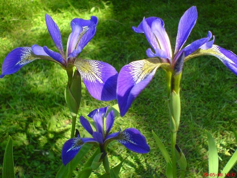 Iris versicolor C2