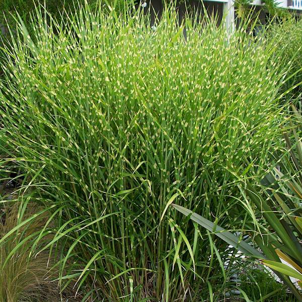 Miscanthus sinensis Zebrinus Strictus C2