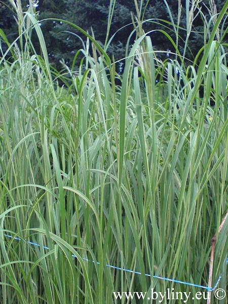 Spartina pectinata Aureomarginata C2