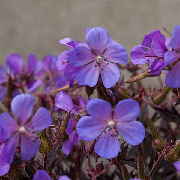 Geranium pratense Black Beauty® p11