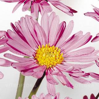 Aster alpinus Happy End p11