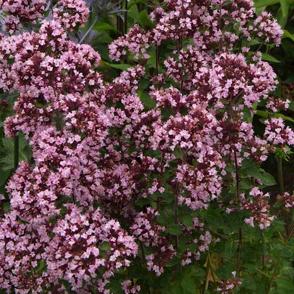 Origanum Gentle Breeze ® C1,5