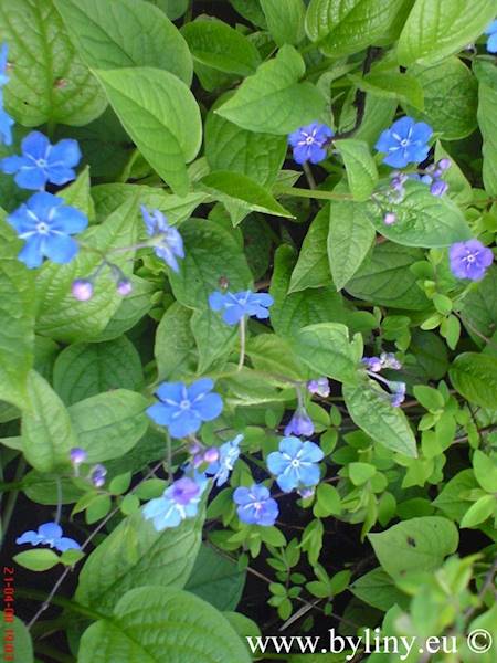 Omphalodes verna p11