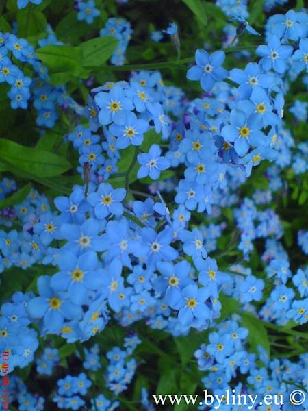 Myosotis palustris p11