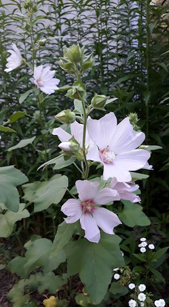 Lavatera Barnsley Baby C1,5