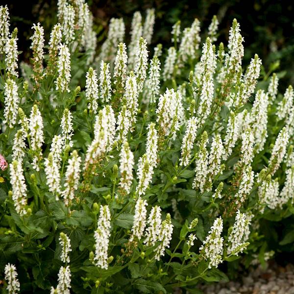 Salvia nemorosa Salute White ® C1,5