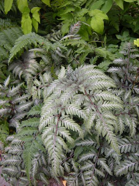Athyrium niponicum Pewter Lace p11