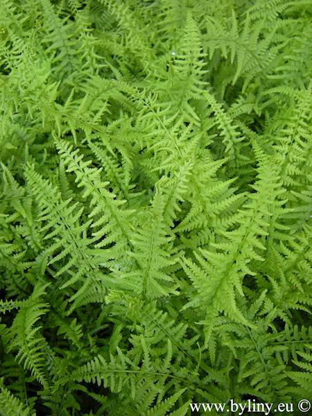 Athyrium filix-femina Victoriae C2