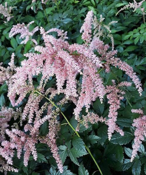 Astilbe thunbergii C2