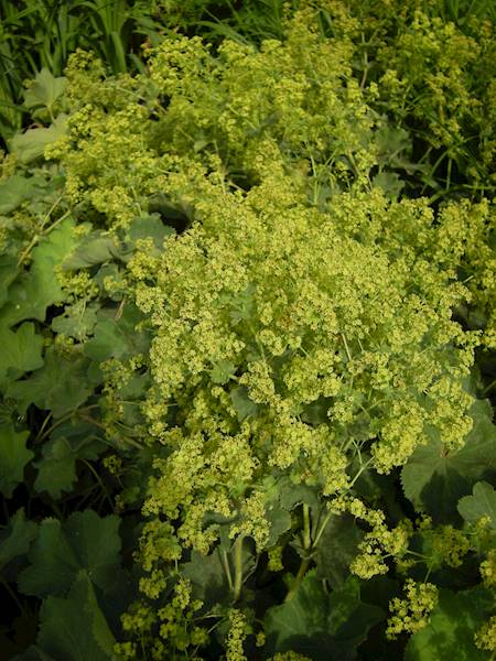 Alchemilla molis C1,5