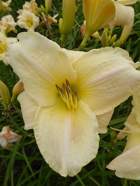 Hemerocallis Heidi Edelweiss C3
