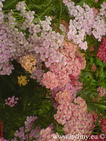 Achillea millefolium Colorado C1,5