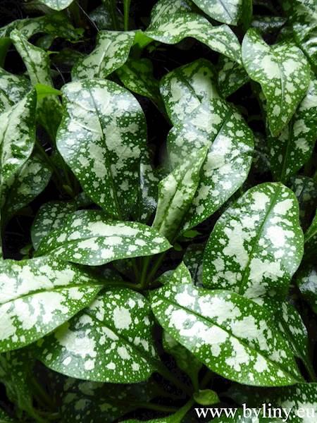 Pulmonaria Opal C1,5