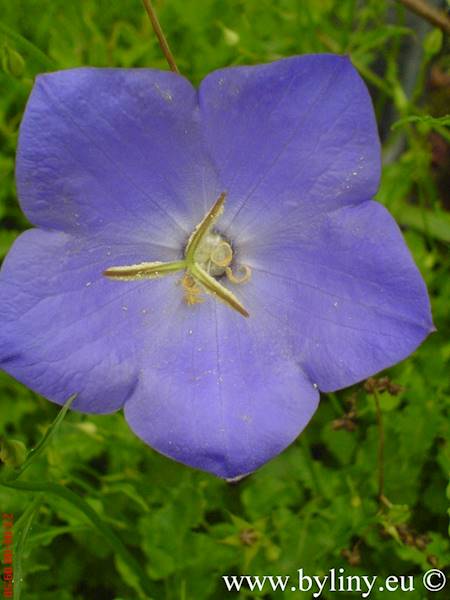 Campanula carpatica p11 