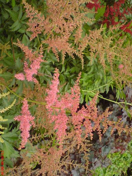Astilbe koralowa C2