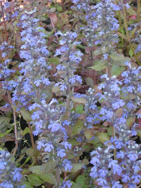 Ajuga p9