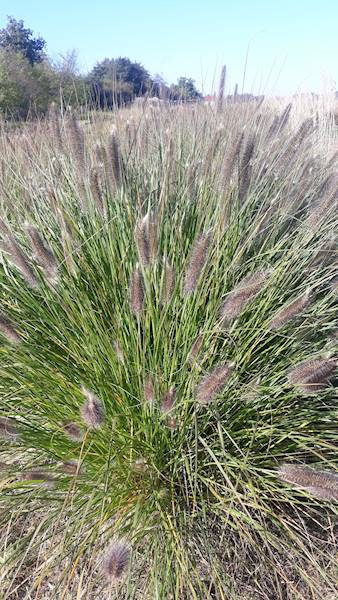 Pennisetum alopecuroides C3