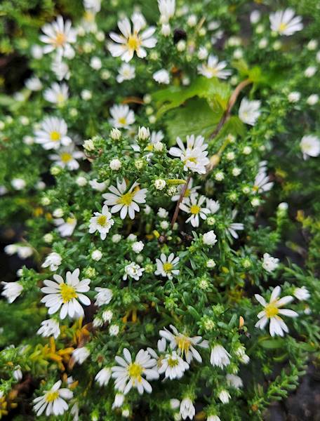 Aster ericoides Snowflurry C2